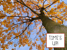 Why Leaves Really Fall Off Trees Krulwich Wonders Npr
