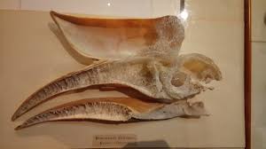 Huge collection, amazing choice, 100+ million high quality, affordable rf and rm images. Paige Byerly On Twitter So Cool Bird Bills Are Adaptations For Flight Loss Of Rooted Teeth No Need For Heavy Jaw Bones No Need To Counter Balance A Heavy Head With