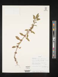 Image result for Dyschoriste albiflora