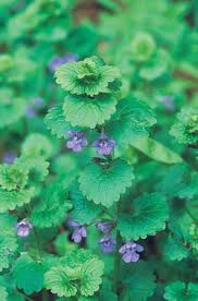 Maybe you would like to learn more about one of these? Creeping Charlie The Novice Farmer