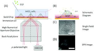 Analysts estimate spirit aerosystems (spr) to report a decline in earnings: Label Free Imaging Of Epidermal Growth Factor Receptor Induced Response In Single Living Cells Analyst Rsc Publishing Doi 10 1039 C8an01534a