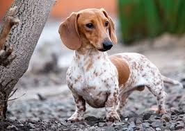 Dachshund is a german word meaning badger dog, and the breed's german history goes back some 600 years. 150 Fun German Dog Names For Your New Pup Daily Paws