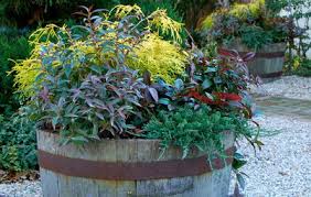 Some of the best compact wintercreeper shrubs are: Top Cold Hardy Evergreens For Container Gardens