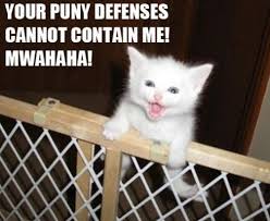 Lol You Can T Help But Chuckle At Cute Cat Pics With Funny Sayings On Them Funny Animals Animals Funny Animal Pictures