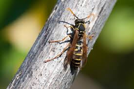 This pest control service is so valuable that parasitoid wasps are specially produced to be released in gardens and fields.6 without them, pests would run wild, or. Paper Wasps What They Are And How To Get Rid Of Them Stuff Co Nz