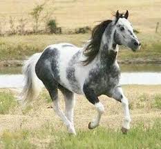 Black And White Paint Horses For Sale In Texas Pin On Horses