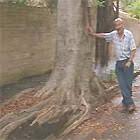 The top of haleakala is at roughly 10,000 feet, which provides the cool temperatures that are ideal for red cedar, which isn't native to hawaii. Trees Other Plants To Avoid Burke S Backyard