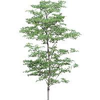 Pngtree is a png stock images market but also you can find lot of interesting templates and that said, i recommend pngtree for anyone who's looking for stock graphics especially with transparent. Download Tree Free Png Photo Images And Clipart Freepngimg