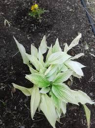Image result for Hosta White Feather