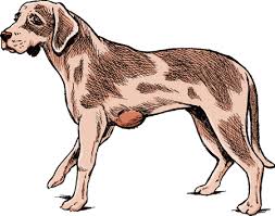 Whether this mass needs removing or not is the next question. Tumors Of The Skin In Dogs Dog Owners Veterinary Manual