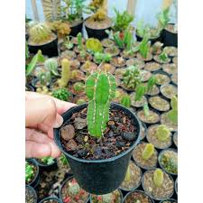 Nama kaktus tiang totem disebut karena bentuknya yang tinggi, bisa 10 hingga 12 kaki. Kaktus Unik Shopee Indonesia