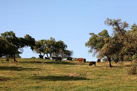View the menu, check prices, find on the map, see photos and ratings. Casa Rural La Sierra En Pleno Parque Natural Sierra De Hornachuelos Cordoba Espana Tfno De Contacto 626 436 876 Parques Naturales Parques Rurales