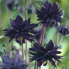 Aquilegia Black Barlow Flowers Perennials Black Flowers Bulb Flowers