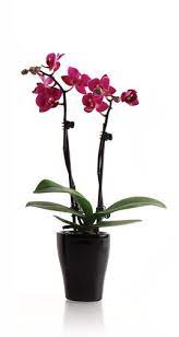 Watering Orchid Minis Orchid Care Just Add Ice Orchids Orchids In Water Orchid Seeds Beautiful Orchids