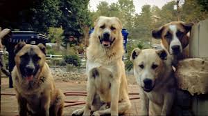 Armenian Gampr Wolfhound Dog Puppy Hound Chien Perro Hond Hund Cane Koira Dogs Puppies Pup Pooch Greenland Dog Brazilian Terrier Dogs
