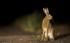 The 1986 chernobyl disaster triggered the release of substantial amounts of radioactive contamination into the atmosphere in the form of both particulate and gaseous radioisotopes. Endangered Species Thriving Around Chernobyl Daily Mail Online