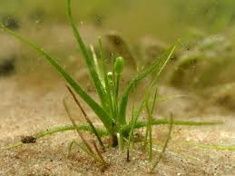 Image result for Subularia monticola