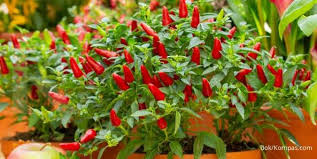 Cabe rawit, panjang, merah, atau lainnya. 3 Cara Mudah Menanam Cabai Rawit Agar Buahnya Lebat