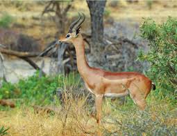 Image result for Hymenodictyon parvifolium