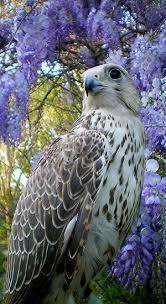Majestic Birds Of Prey Animals Falco7 By Falcoperegrinus Birds Of Prey Beautiful Birds Wild Birds