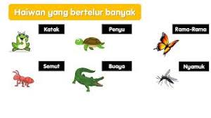 Maybe you would like to learn more about one of these? Sains Tahun 2 Bertelur Banyak Atau Sedikit Youtube