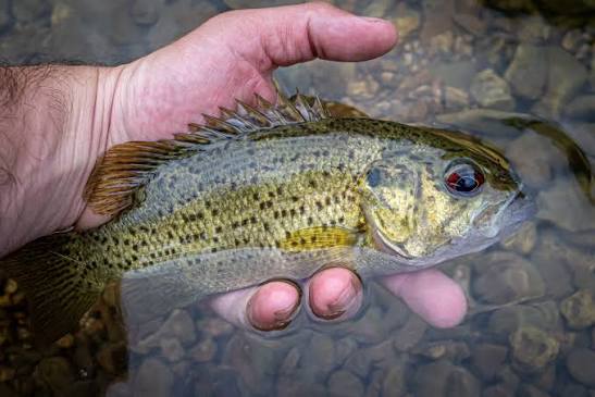 Rock bass vs Ozark bass species comparison