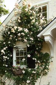 New dawn rose, the most favorite rose especially in united states is soft pink flowering plant with delicate rose clusters that gives repeating flower. Welcome Annapolislifestyle Com Bluehost Com Climbing Roses Dream Garden Beautiful Gardens
