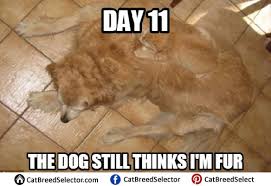 Download the inspirational funny clean cat memes. Related Image Laughing Cat Memes Clean Cat Memes Cute Jokes