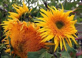 Pin On Plant Flower Characteristics