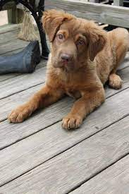 Maybe you would like to learn more about one of these? Chocolate Lab And Golden Retriever Mix Petsidi