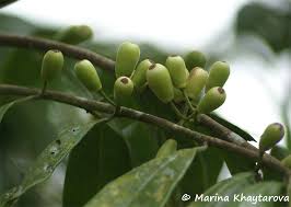 Image result for Strombosia