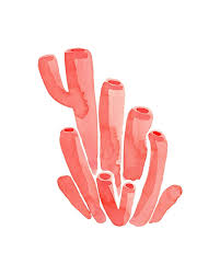 Librada Ramírez Fernández (libradaramrezfernndez)