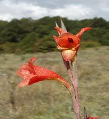 Image result for Galium ossirwaense