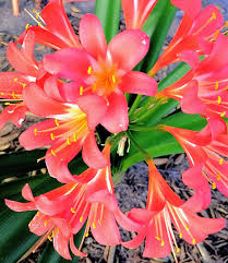 Image result for Launaea rarifolia