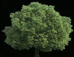 10 Filteype Png Tree Png Image Icon Tree Images Png Images