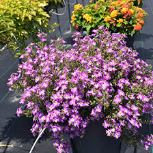 Image result for Jamesbrittenia