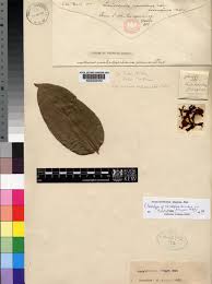 Image result for Ancylobothrys scandens