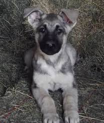 Well, the sable german shepherd is the only color which fits the dog's founding member's strong ideology of a true shepherd dog. 11 Best Silver Sable German Shepherd Dog Ideas German Shepherd Dogs Sable German Shepherd German Shepherd