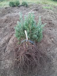 56,052 likes · 1,095 talking about this · 37 were here. Pachet 50 Buc Molid Argintiu Picea Pungens Glauca San Juan Campanie