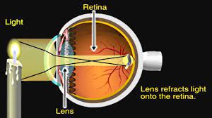 First, light passes through the cornea (the clear front layer of the eye). How The Eye Works Animation How Do We See Video Nearsighted Farsighted Human Eye Anatomy Youtube
