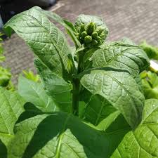Image result for Nicotiana tabacum