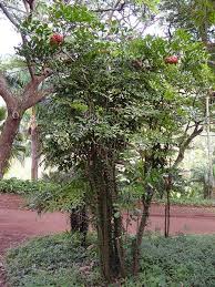 Image result for Leea guineensis