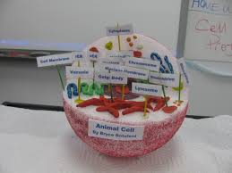 Ms Corson S Science Class Cell Model Project Cell Model Project Cells Project Animal Cell Model Project