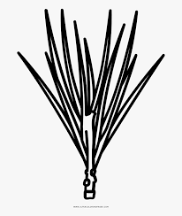 1200 x 848 gif 24 кб. Pine Needles Coloring Page Pine Needle Coloring Page Hd Png Download Transparent Png Image Pngitem