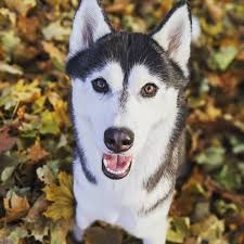 It S The Perfect Husky Curl This Was Our Very First Husky Shiloh S Bed I Had It In The Office For Kira To Sleep In During Her Recover Snow Dogs Husky Shiloh