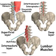 Back bone was a french aircraft manufacturer based in tallard and founded by thierry simonet. Low Back Pain Eorthopod Com