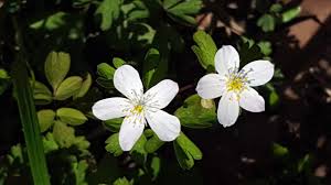 Image result for Aneilema brunneospermum