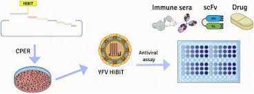 É palestrante especializado em alta performance empresarial e pessoal, desde 2004; Generation Of A Reporter Yellow Fever Virus For High Throughput Antiviral Assays Antiviral Research X Mol