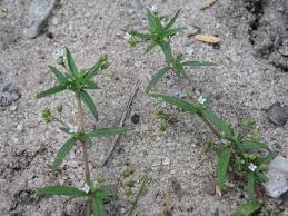 Image result for Oldenlandia