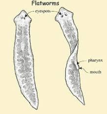 10 Best Phylum Platyhelminthes Images Sea Slug Sea